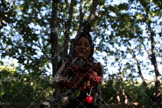 تصویر با کیفیت برداشت گیلاس