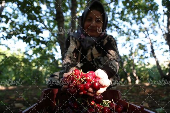 تصویر با کیفیت برداشت گیلاس