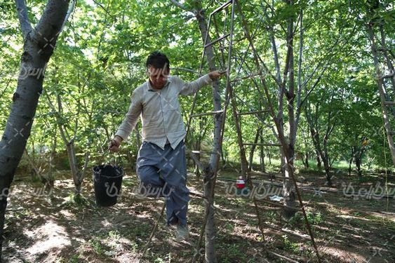 عکس  با کیفیت برداشت گیلاس