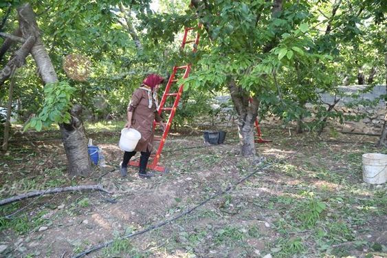 عکس  با کیفیت  چیدن گیلاس