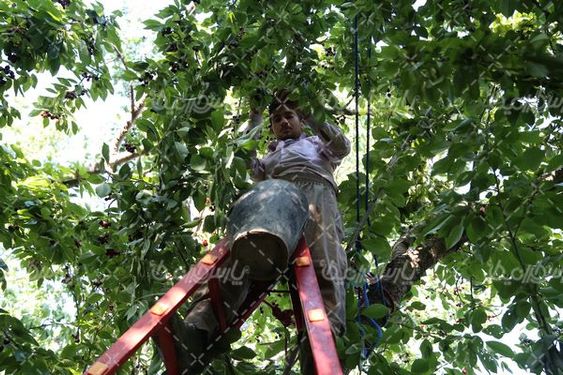 عکس  با کیفیت  چیدن گیلاس