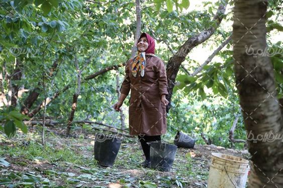 عکس  با کیفیت  چیدن گیلاس