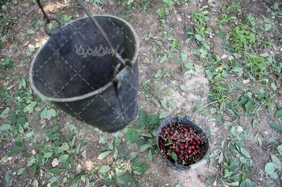 عکس  با کیفیت  برداشت گیلاس