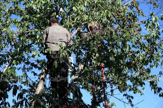 تصویر  با کیفیت  برداشت گیلاس