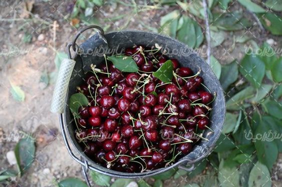 تصویر  با کیفیت  گیلاس