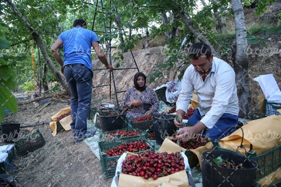 برداشت گیلاس