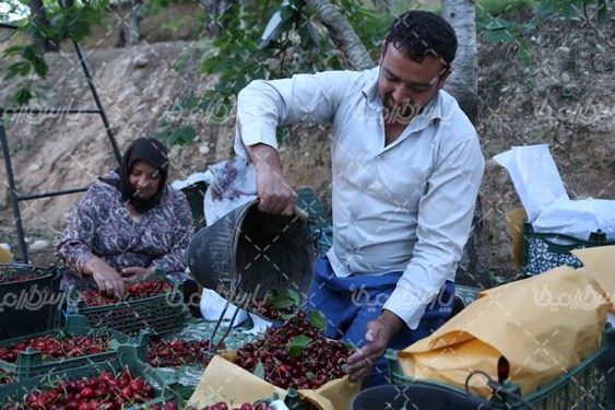 برداشت گیلاس