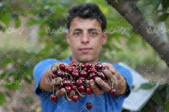 جمع آوری گیلاس