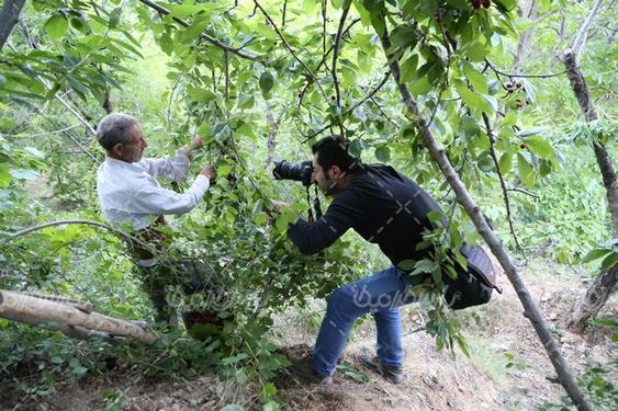 تصویر جمع آوری گیلاس
