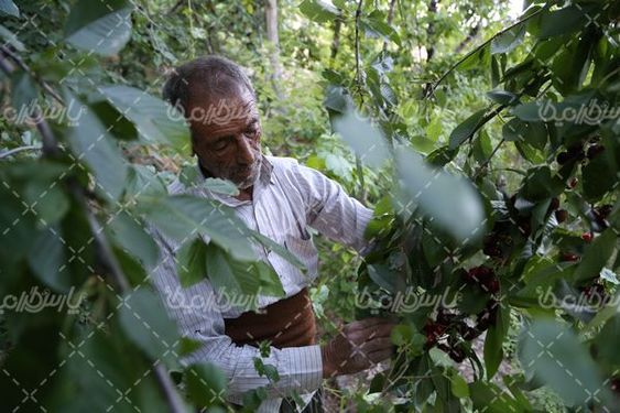 تصویربا کیفیت جمع آوری گیلاس