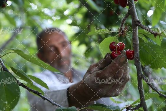 تصویربا کیفیت جمع آوری گیلاس