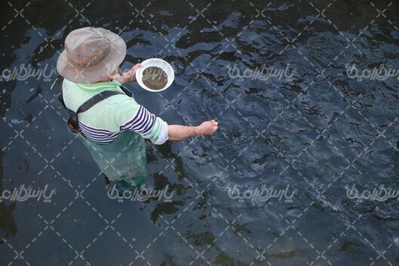 تصویر با کیفیت پرورش ماهی