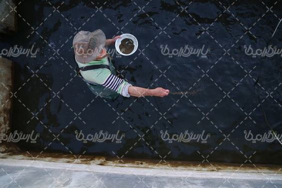 تصویر با کیفیت پرورش ماهی