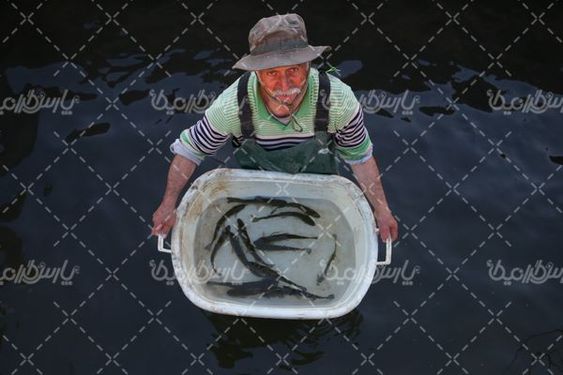 تصویر با کیفیت پرورش ماهی