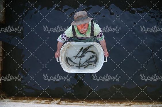 تصویر با کیفیت پرورش ماهی