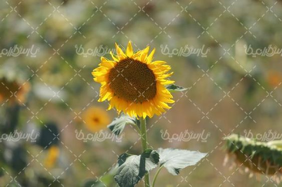 تصویر با کیفیت گل آفتاب گردان