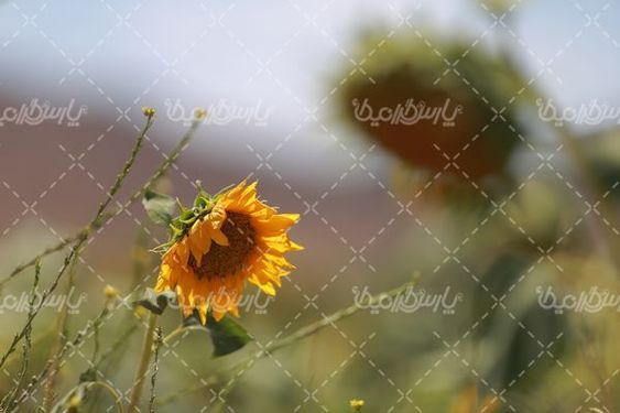 تصویر با کیفیت گل آفتاب گردان