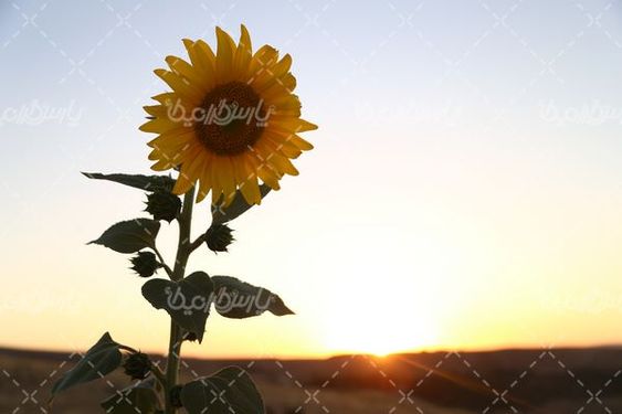 تصویر آفتاب گردان