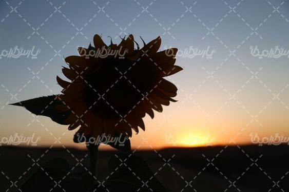 مزرعه آفتاب گردان