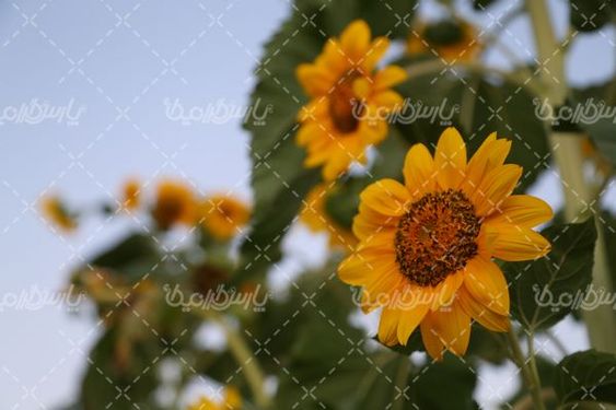 مزارع  آفتاب گردان