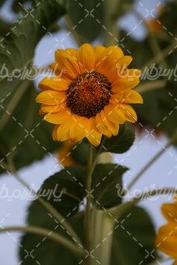 مزارع  آفتاب گردان