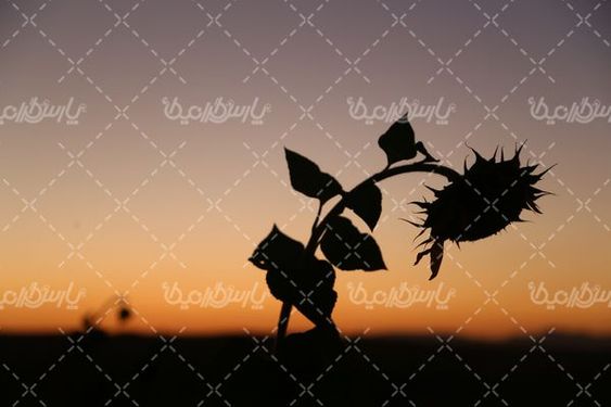 کشت گل آفتابگردان