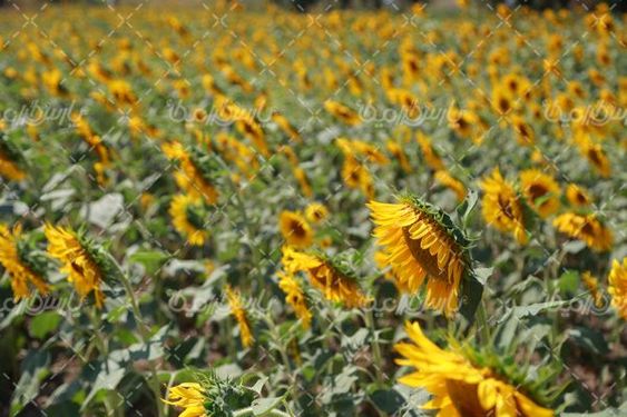 تابستان و گل های زیبای آفتابگردان