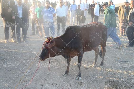دانلود عکس بازار خرید و فروش گاو