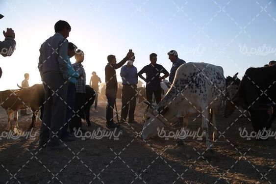 عرضه گاو زنده