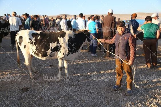 عرضه گاو زنده