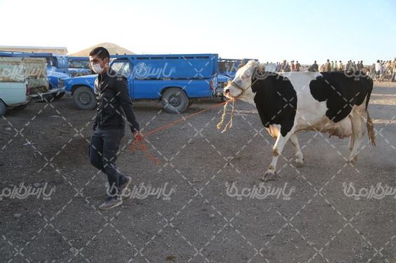 عرضه گاو زنده