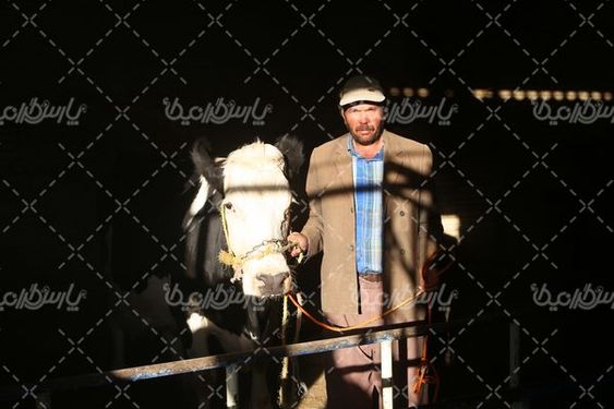 عرضه گاو زنده