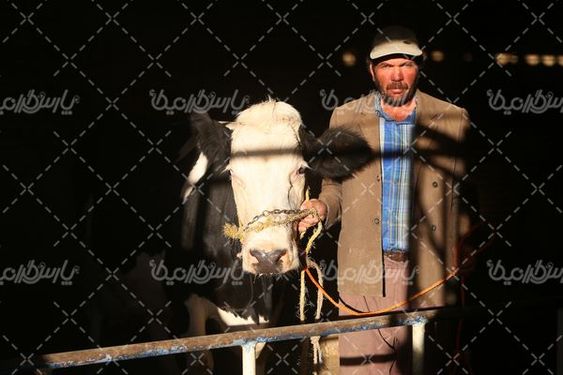 عرضه گاو زنده