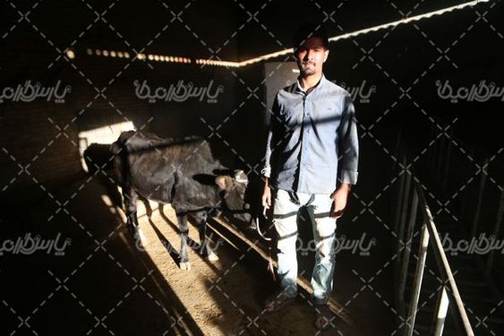 بازار خرید و فروش گاو زنده