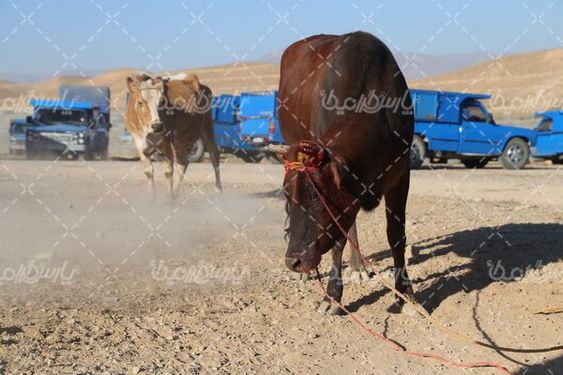 میدان بزرگ فروش دام  سنگین