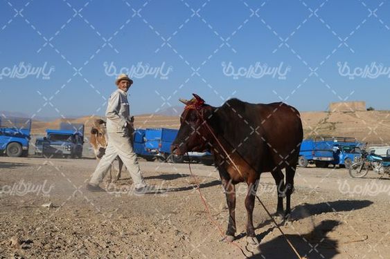 میدان بزرگ فروش دام  سنگین