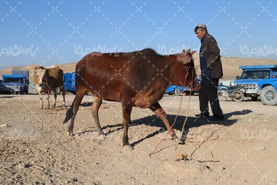 میدان بزرگ فروش دام  سنگین
