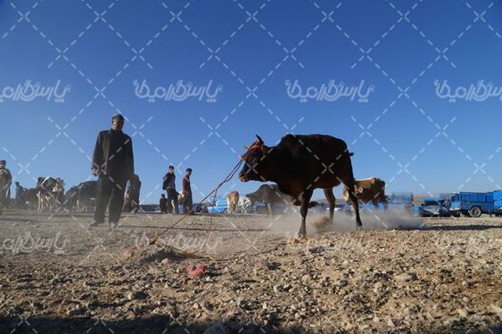 میدان بزرگ فروش دام  سنگین