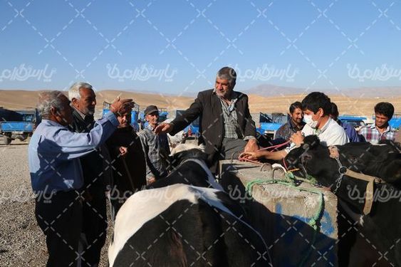 میدان بزرگ فروش دام  سنگین