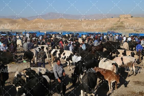 میدان بزرگ فروش دام  سنگین