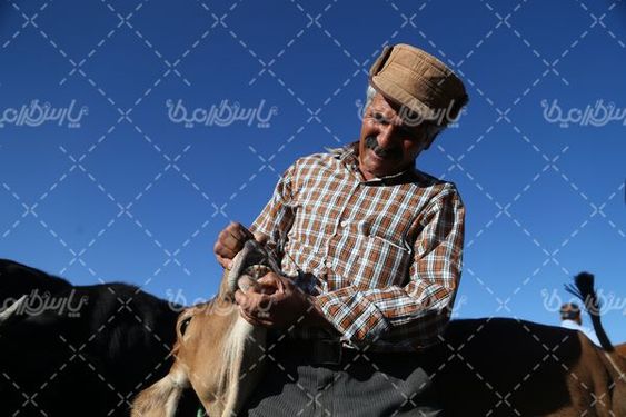 میدان بزرگ فروش دام  سنگین