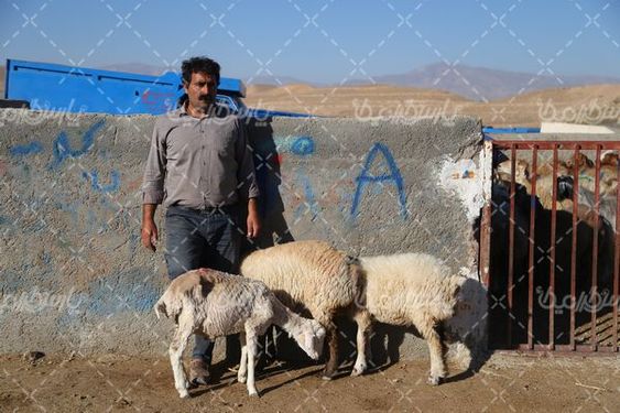 دانلود عکس بازار عرضه گوسفنده زنده