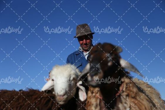 تصویر بازار خرید و فروش گوسفند