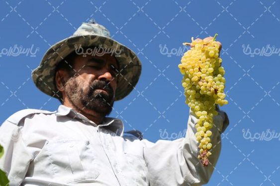 تصویر برداشت انگور