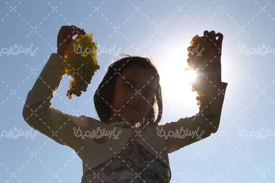 فصل برداشت انگور