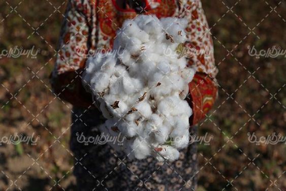 برداشت پنبه