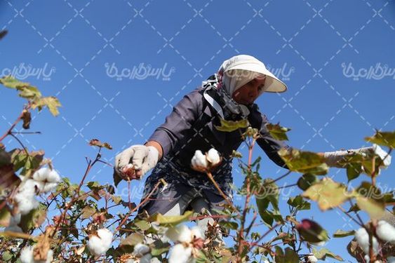 برداشت پنبه