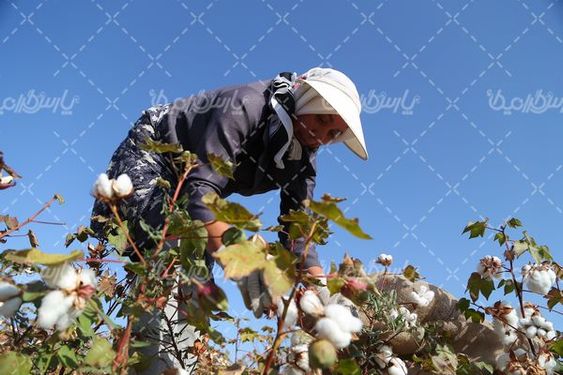 برداشت پنبه