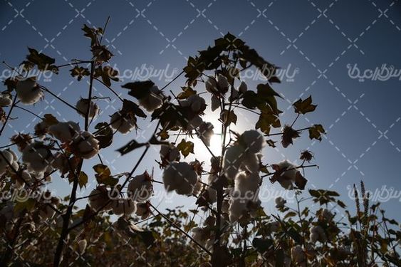 برداشت پنبه