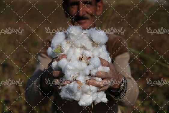 برداشت پنبه